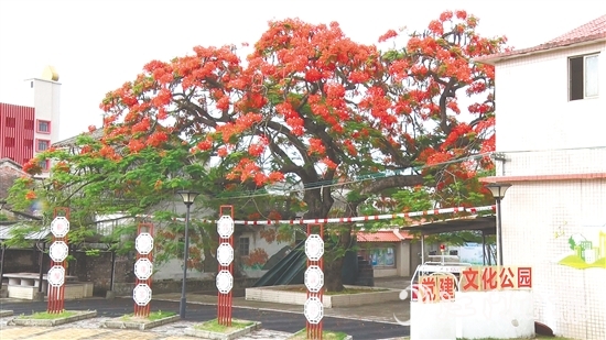 坑口村的鳳凰花盛開，恰似天邊燃燒的云霞。