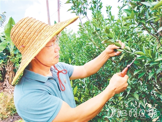 葉朝勝正為新會(huì)柑樹修剪枝葉。