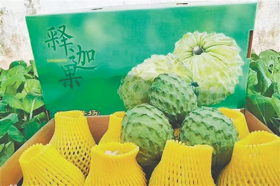 昆中村聚力發(fā)展釋迦果種植，走出“甜蜜致富路”。