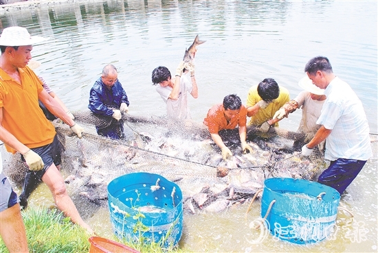 好山出好水、好水養(yǎng)好魚，恩平水資源豐富，水質優(yōu)良，適合發(fā)展水產(chǎn)養(yǎng)殖。