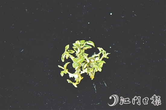 金線蘭全草均可入藥，曾被譽(yù)為“藥中之王”。