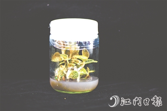 金線蘭全草均可入藥，曾被譽(yù)為“藥中之王”。