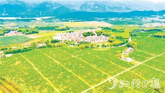 沙湖鎮(zhèn)茶枝柑種植漸成規(guī)模。