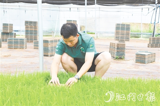 育秧大棚里，王曉庭俯身察看秧苗長勢。