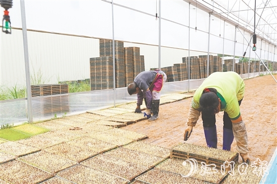 江門市德稻農(nóng)業(yè)種植合作社育秧中心年產(chǎn)32萬盤秧苗，不僅滿足周邊種植大戶的需求，還將秧苗賣到了大灣區(qū)和江西。