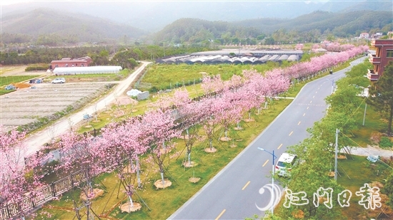 鶴山市堅(jiān)持全市“一盤棋”推進(jìn)鄉(xiāng)村綠化工作。圖為鶴城鎮(zhèn)城西村櫻花大道。