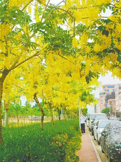 大鰲鎮(zhèn)東風(fēng)村臘腸花盛開。