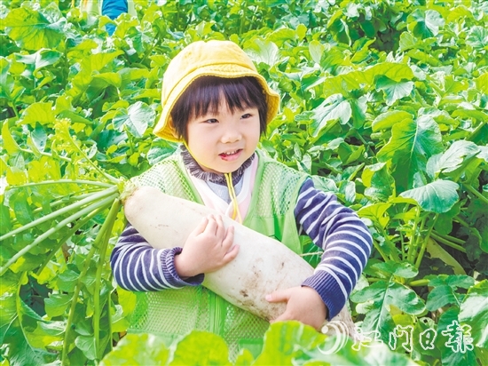 崖門甜水蘿卜肉質(zhì)細(xì)膩、清甜無渣。