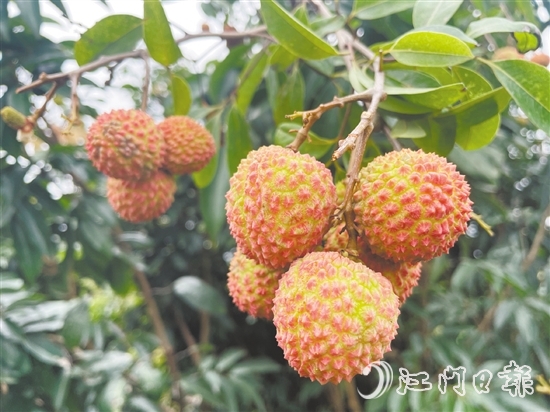 宅梧荔枝已陸續(xù)泛紅。