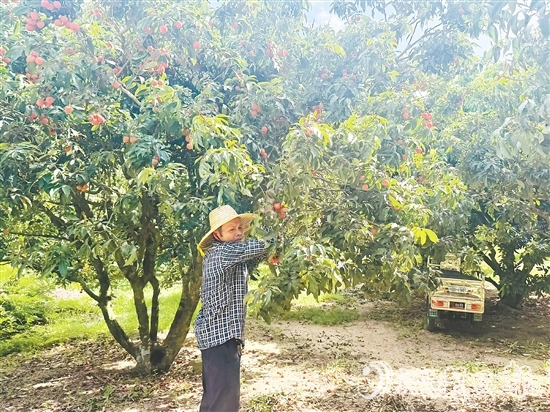 北陡鎮(zhèn)部分品種的荔枝已上市。