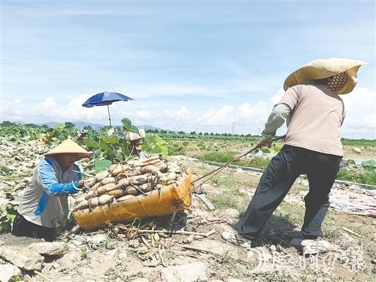 鐘亦平夫妻齊上陣，合力發(fā)展種植業(yè)。