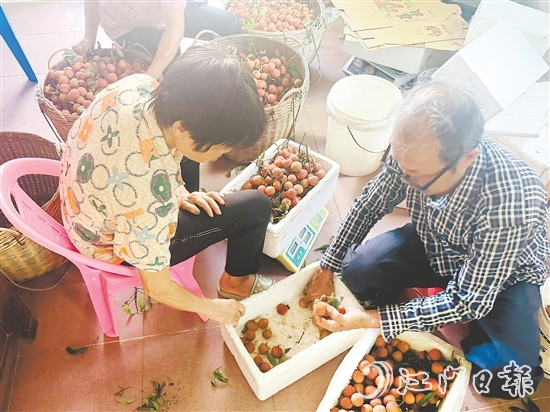 北陡鎮(zhèn)的果農(nóng)忙著將荔枝分揀裝箱。