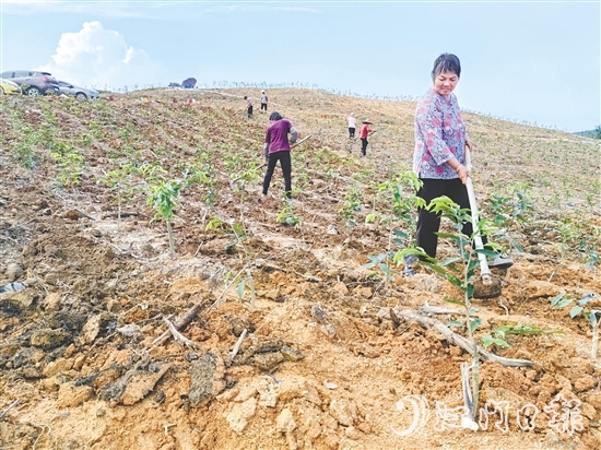 鶴城鎮(zhèn)坑尾村依托林地資源連片、坡度緩和等良好條件，主動(dòng)引入沉香種植和深加工產(chǎn)業(yè)。