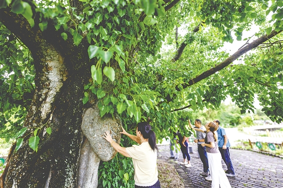 菩提古樹(shù)公園擁有一棵樹(shù)齡715年的菩提古樹(shù)。