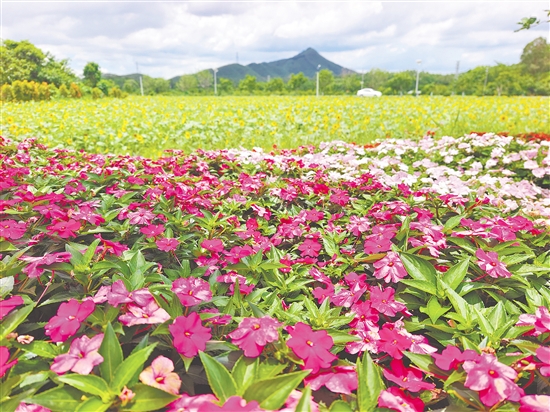 長春花、蘇丹鳳仙花等多種鮮花映襯著大片的向日葵花田，讓城西村成為一片花的海洋。