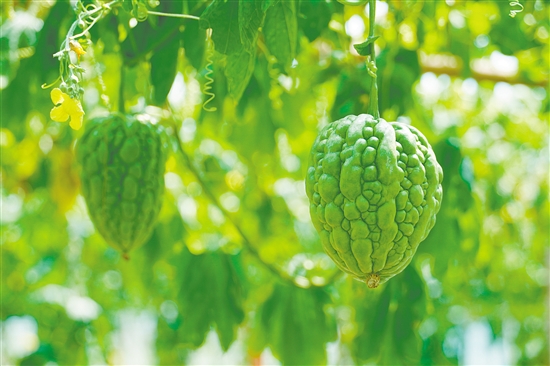 杜阮涼瓜體形肥大，肉厚色綠。