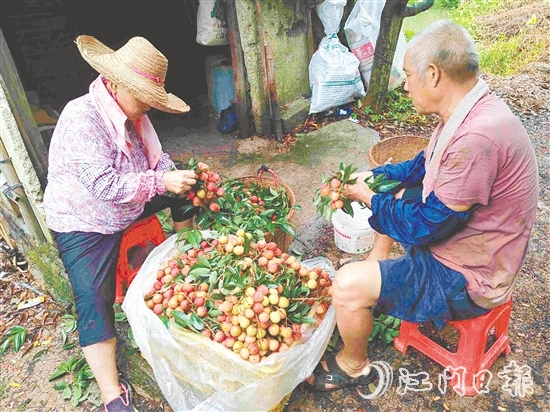 果園內(nèi)，果農(nóng)在整理剛摘下的荔枝。
