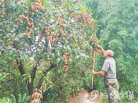 慈溪村荔枝批量上市，紅色的果實壓彎了枝頭。