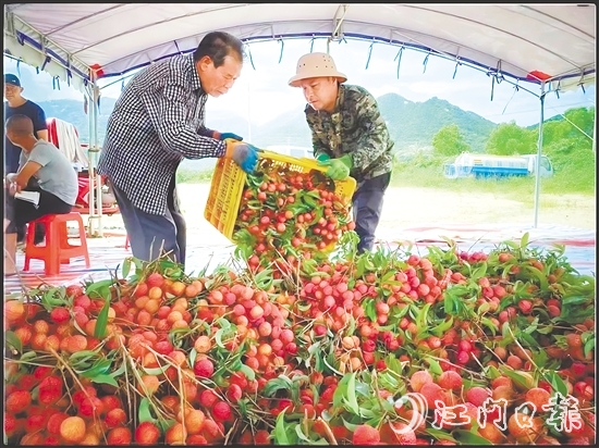 臺山市新時(shí)代文明實(shí)踐中心發(fā)揮“8+N”志愿服務(wù)總隊(duì)牽頭作用，聯(lián)合北陡鎮(zhèn)新時(shí)代文明實(shí)踐所加強(qiáng)與當(dāng)?shù)剞r(nóng)業(yè)部門的溝通對接，助力打響北陡荔枝品牌，成為新時(shí)代文明實(shí)踐的鮮活注腳。