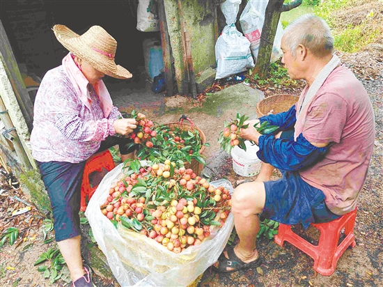 果園內(nèi)，果農(nóng)在整理剛摘下的荔枝。