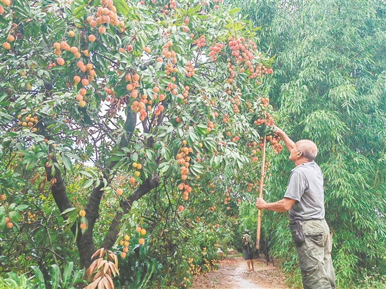 慈溪村荔枝批量上市，紅色的果實(shí)壓彎了枝頭。
