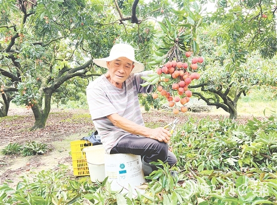 今年宅梧荔枝總產(chǎn)量預(yù)計250萬公斤，目前已陸續(xù)上市。