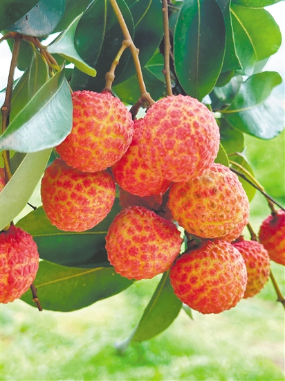 荔枝雖味美，但不要貪吃。