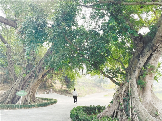 各級(jí)在藍(lán)田村投入約200萬元完成古樹公園建設(shè)、村道改造及村容村貌整治，提升古村風(fēng)貌。