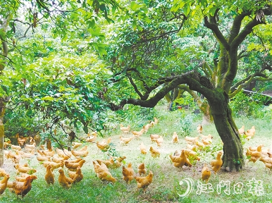 金雞鎮(zhèn)立足資源稟賦，加快推動農業(yè)產業(yè)轉型升級，通過整合鎮(zhèn)域八大類22個特色農產品，打造“金雞優(yōu)品”區(qū)域品牌。