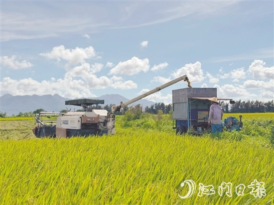 汶村鎮(zhèn)上萬畝稻田迎來豐收，大耕戶爭分奪秒搶收。