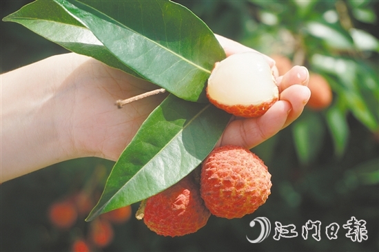 四九鎮(zhèn)荔枝林迎來豐收。