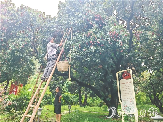 沙崗村的村民忙著摘荔枝。