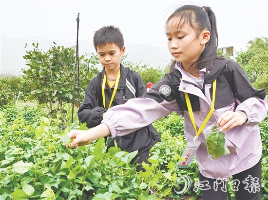 恩平簕菜富含黃酮類(lèi)化合物、生物堿及多種微量元素。