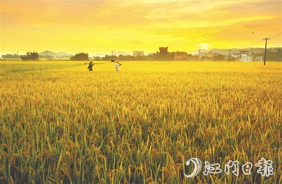 恩平大米富含硒元素，這一得天獨(dú)厚的自然稟賦是區(qū)別于其他產(chǎn)區(qū)大米的核心特質(zhì)之一。