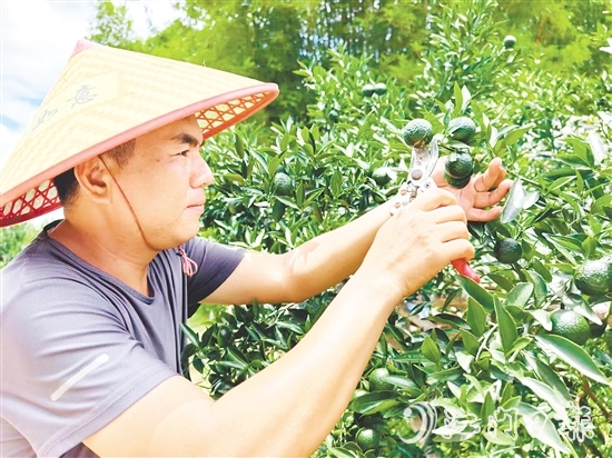 譚家武正在采摘小青柑。