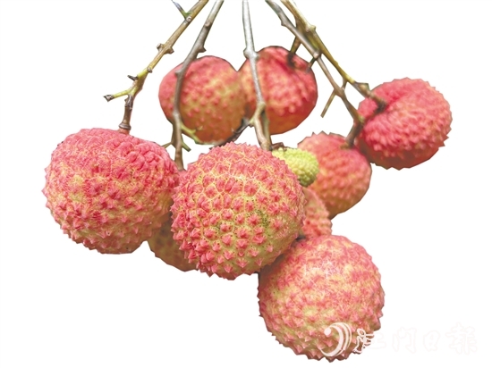 沙湖鎮(zhèn)種出的掛綠荔枝甜脆香糯。