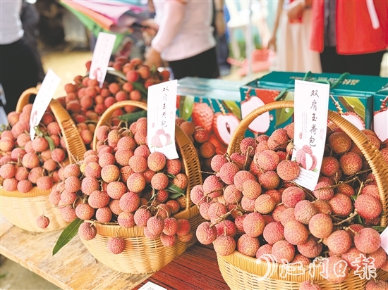 北陡鎮(zhèn)的雙肩玉荷包荔枝錯峰上市。