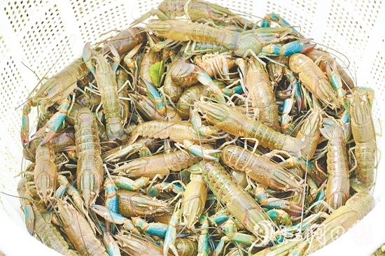 藍(lán)龍蝦一出塘就被送往廣深等地的餐飲店。