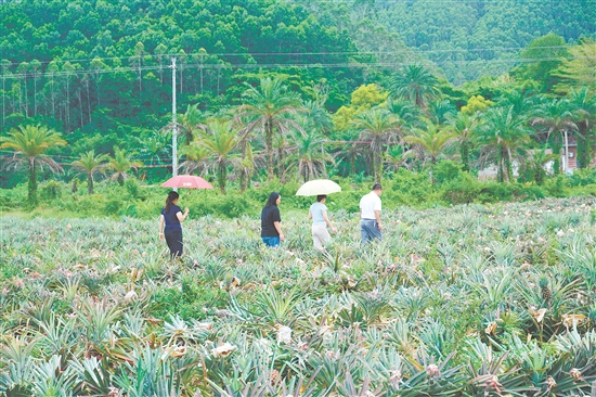 游客到田里摘鳳梨。