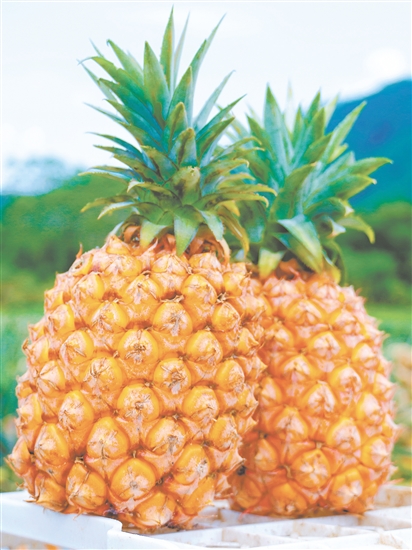 恩平那吉鳳梨。