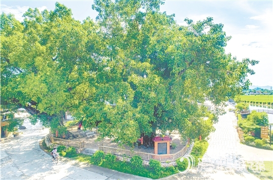 廣海鎮(zhèn)靖安村緊緊圍繞得天獨(dú)厚的“綠色瑰寶”，全力打造獨(dú)具“海絲”風(fēng)情的菩提古樹公園。