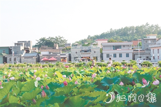 荷花嘉年華開(kāi)幕以荷為紐帶，精心策劃多個(gè)特色環(huán)節(jié)，為游客帶來(lái)沉浸式體驗(yàn)。