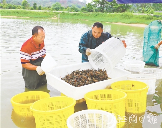 桃源蟠光村大力發(fā)展澳洲藍龍蝦養(yǎng)殖產(chǎn)業(yè)，村集體經(jīng)濟每年增收15萬元。