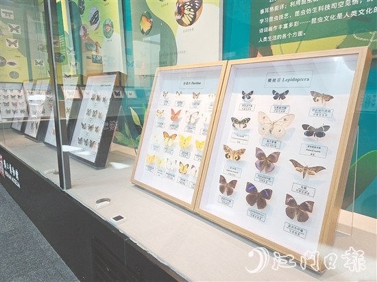 精美的昆蟲標本引人注目。