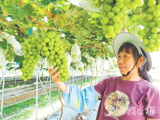 裕豐葡萄園管護人員查看葡萄長勢。