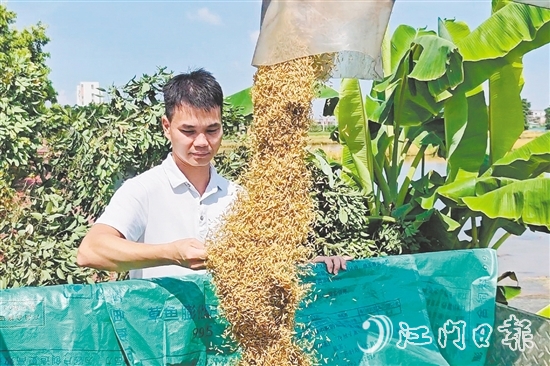 張和順第一時間觀察采收的早造稻谷。