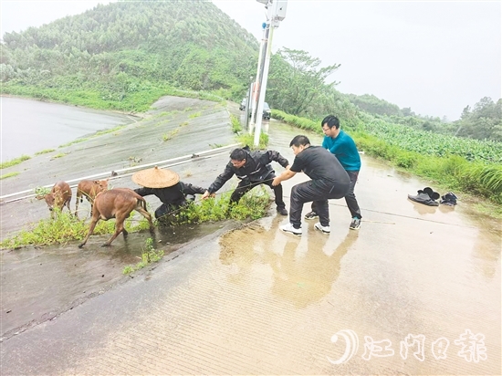 東成鎮(zhèn)黨員干部在巡查時，發(fā)現(xiàn)8頭散養(yǎng)家牛因受驚失控被困，迅速開展救援。