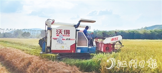 截至7月20日，恩平全市早稻收割進(jìn)度已達(dá)98.4%，預(yù)計(jì)總產(chǎn)量約7.62萬噸。