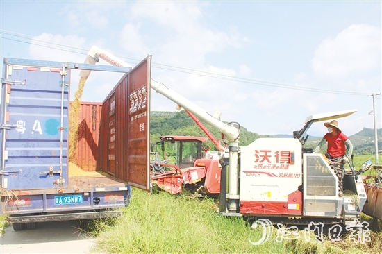 恩平市牛江供銷(xiāo)社馬龍?zhí)练N植示范基地早造稻谷迎來(lái)豐收。