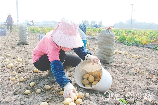 恩平市社村聯(lián)合會(huì)推動(dòng)馬鈴薯產(chǎn)業(yè)做大做強(qiáng)，助力村民增收。
